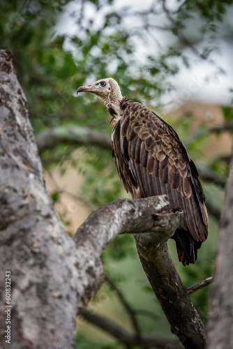 Hooded vulture standing on tree branch in Kruger National park  South Africa   Specie family Necrosyrtes monachus of Accipitridae