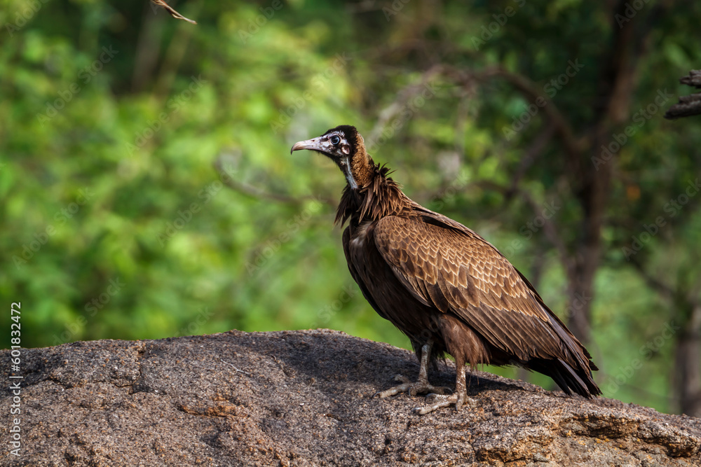 Fototapeta premium Hooded vulture standing on a rock in Kruger National park, South Africa ; Specie family Necrosyrtes monachus of Accipitridae