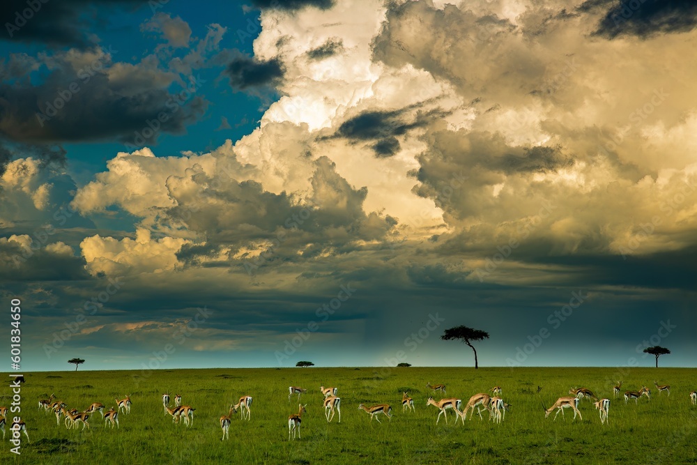 Fototapeta premium A heard of Thompson's Gazelles on the Maasai Mara savannah with a dramatic cloud in background, Kenya, Africa