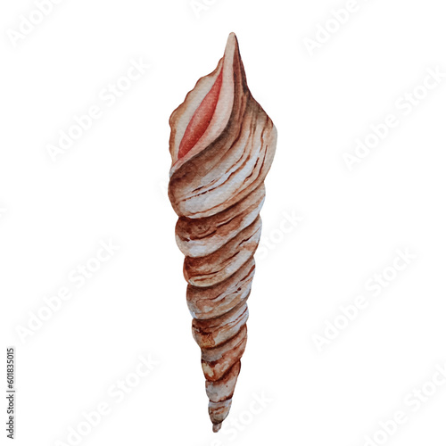 Watercolor auger sea shell isolated on white background.