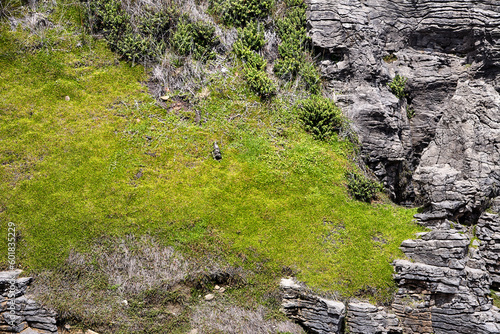 Nahaufname von Felsen an den Pancake Rocks in Neuseeland. Nutzbar als Textur, Struktur und als Hintergründe für Webseiten oder ähnliches. photo