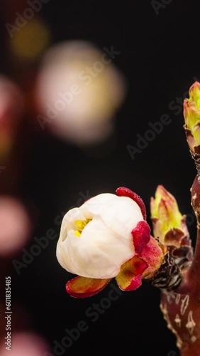 Timelapse video of an apricot fruit tree flower blossoming and blooming against a black background