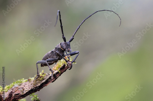 Macro photography of a great capricorn beetle (Cerambyx cerdo) on its natural environment. Big black european beetle with long antennae standing on top of a rotten log with forest background.