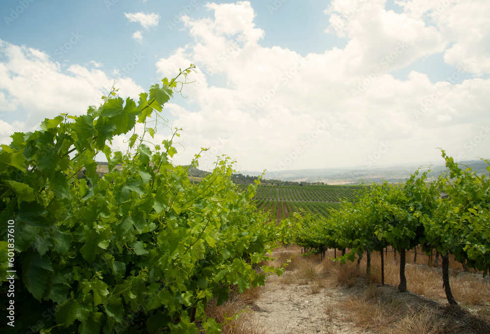 Rows of green  vineyards growing in the agricultural valley. Israel.