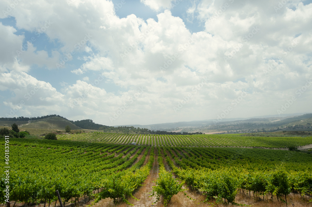 Rows of green  vineyards growing in the agricultural valley. Israel.