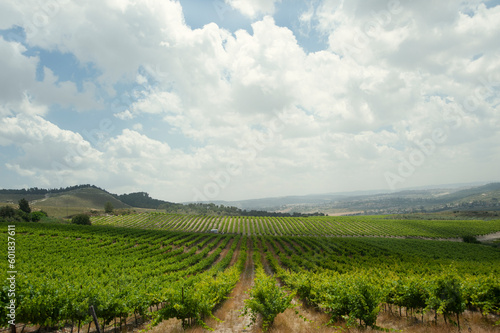 Rows of green  vineyards growing in the agricultural valley. Israel.