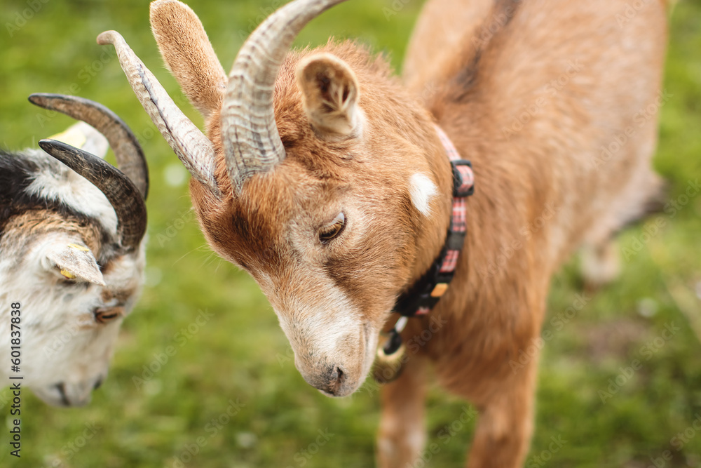 Zwei Ziegen am Kämpfen.