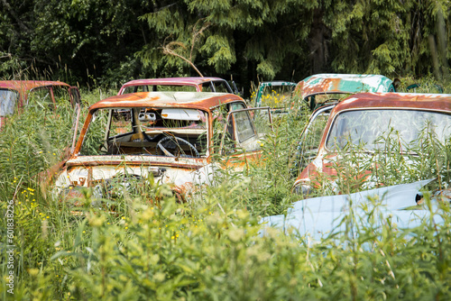 Rotten classic cars overgrown by plants abandoned in a forest photo