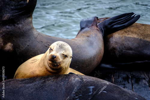 Baby sea lion resting