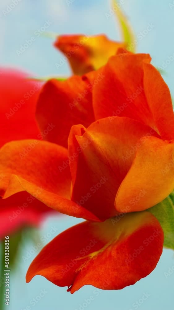 Vertical time lapse video of a red rose flower blossoming and opening against a light blue background Vertical time lapse video of a red rose flower blossoming and opening against a light blue background