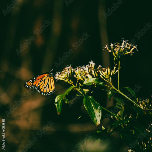 butterfly on a flower