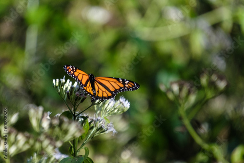 monarch butterfly on a flower