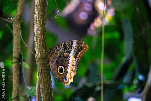 Owl butterfly on a branch