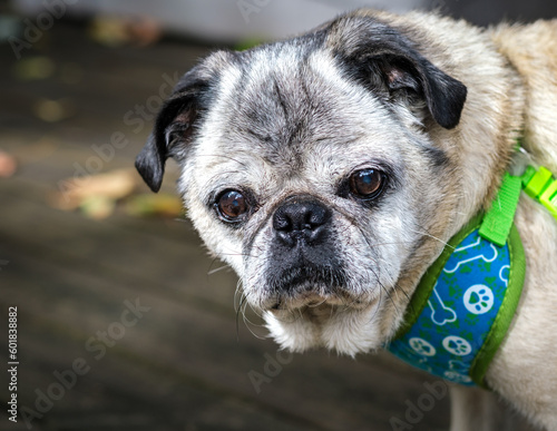 pug with attitude