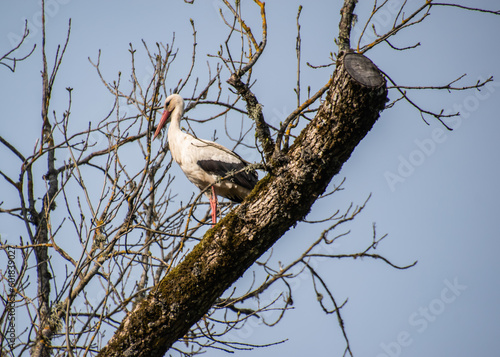 Stork in the tree sitting.
