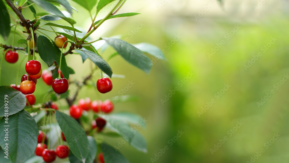 ripe cherries on a branch. the concept of cherry growing and harvesting