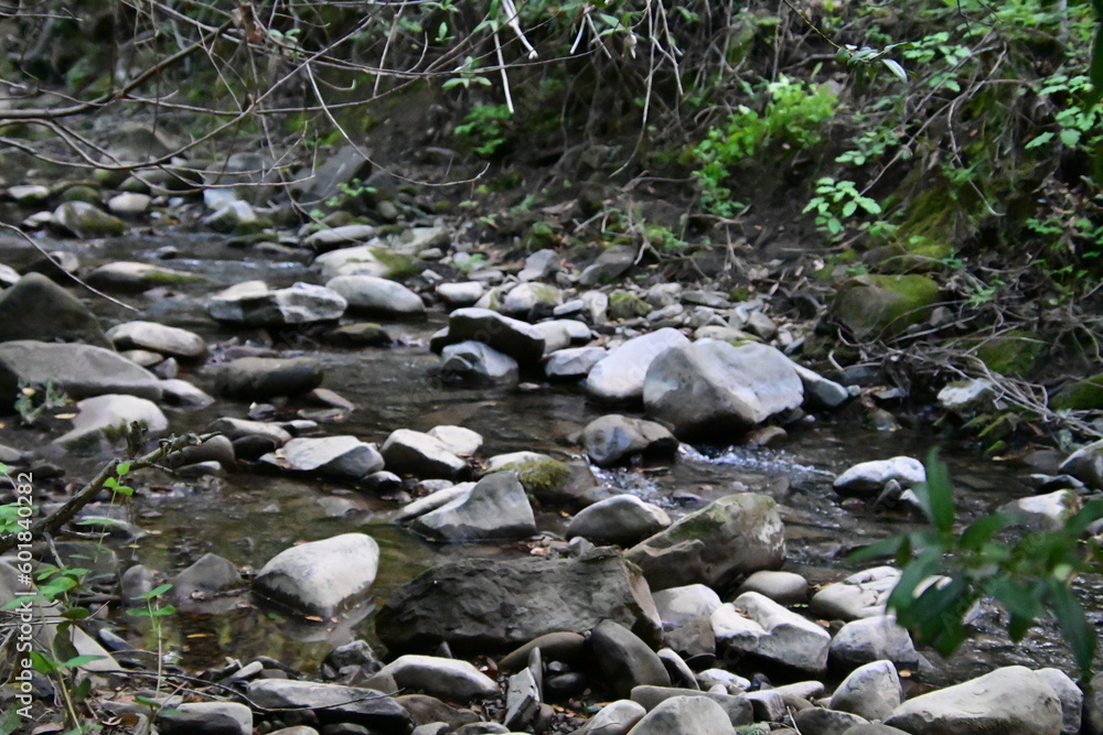 stream in the forest stream in the forest