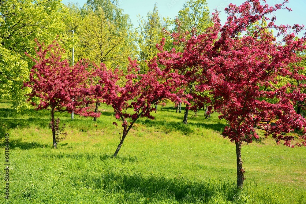 Pink flowering paradise apple trees with fruits in garden