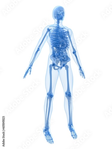 3d rendered anatomy illustration of a human skeleton with organs © Designpics