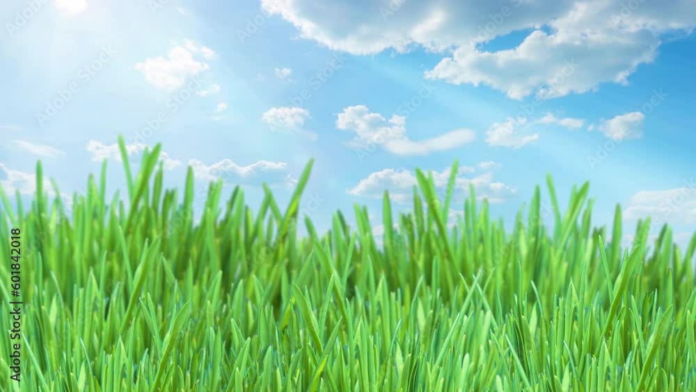 Grass, oats grows against the background of moving clouds. Time interval Grass, oats grows against the background of moving clouds. Time interval