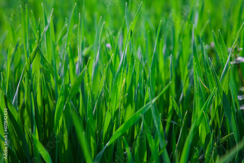 Green grass in the field, spring scene in rural area
