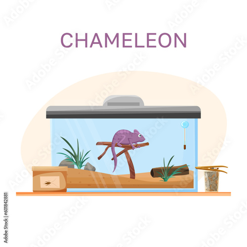 Chameleon in a terrarium