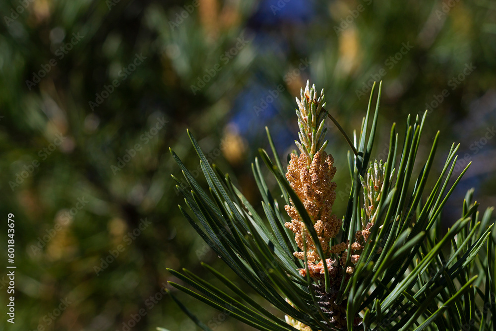 Obraz premium close up of pine cones. close up of pine needles. Branch of pine free with kidneys in the spring in the forest. Selective focus