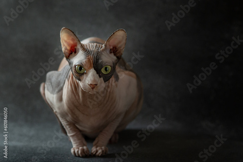 Canadian sphynx cat on dark grey background