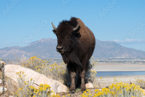 wild american bison in yellowstone national park