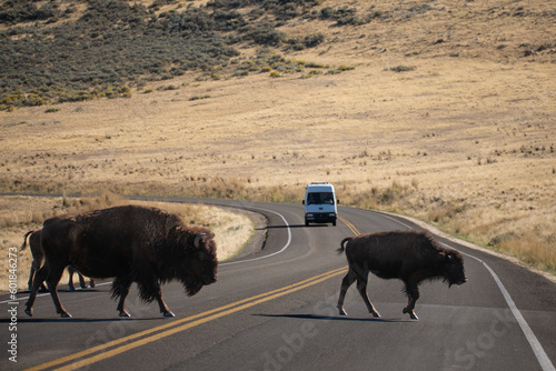 wild american bison in yellowstone national park