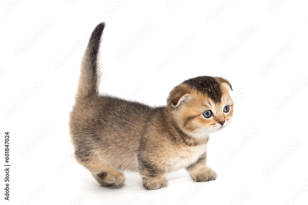 Obraz premium Funny Scottish fold kitten side view