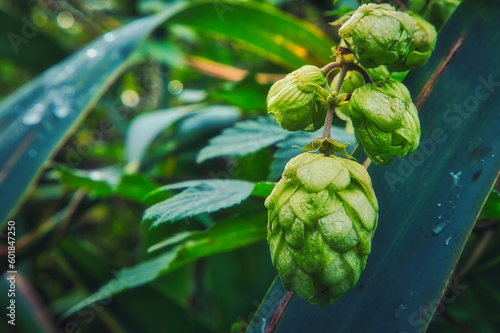 Hopfen - Close Up - Background - Humulus Lupulus - Fresh - Hops - Hoppy Cones - Beer - Green - Natural - Cones - Ecology - Bio - High Quality Photo 
