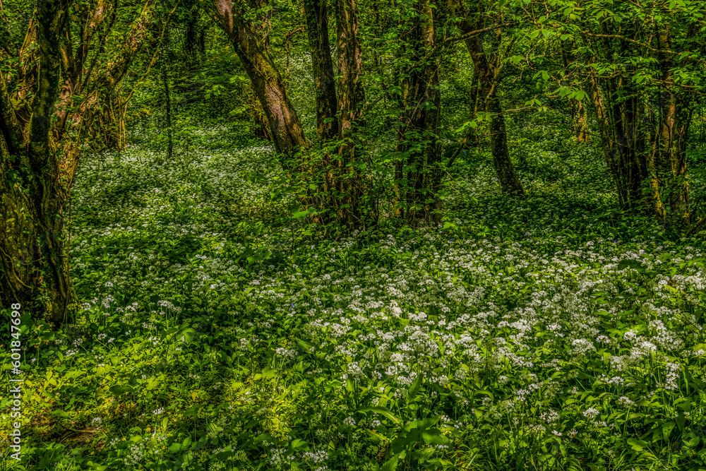 Fototapeta premium Wild Flowers Garlic Bluebells