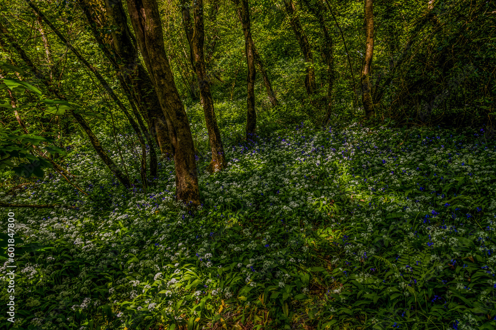 Fototapeta premium Wild Flowers Garlic Bluebells