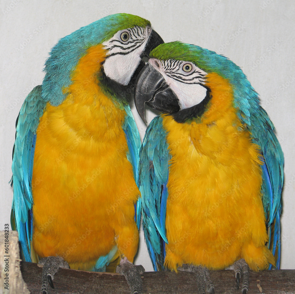 Blue-and-yellow macaw (Ara ararauna) poprtrait