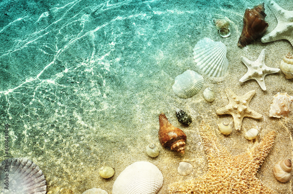 Starfish and seashell on the summer beach in sea water. Summer background. Summer time. - obrazy, fototapety, plakaty 