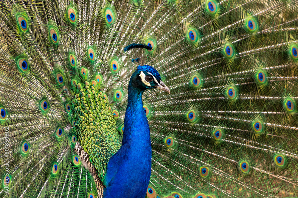 Obraz premium Pavo Real