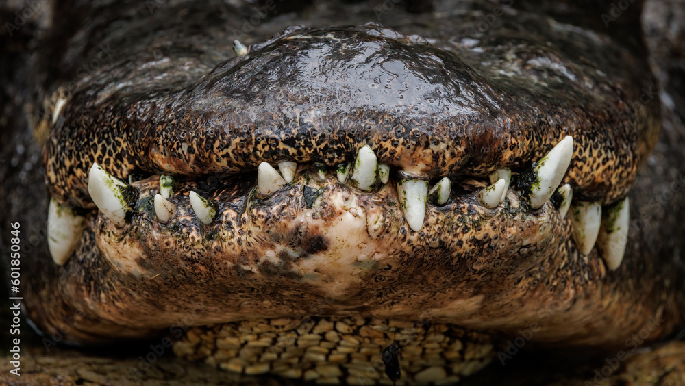 Fototapeta premium Alligator mouth with bad teeth 
