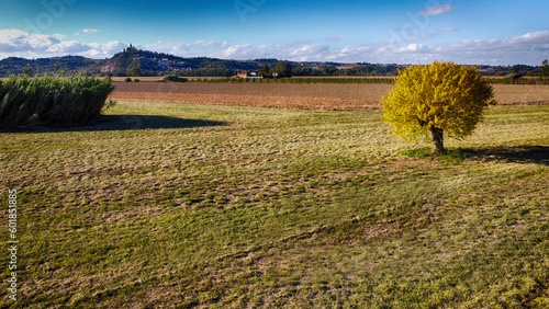 Lone tree in a field in Po Valley (Pianura Padana), Piedmont, Italy photo