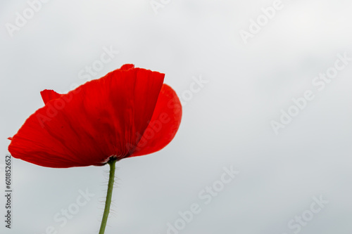 Red poppy flower on white sky