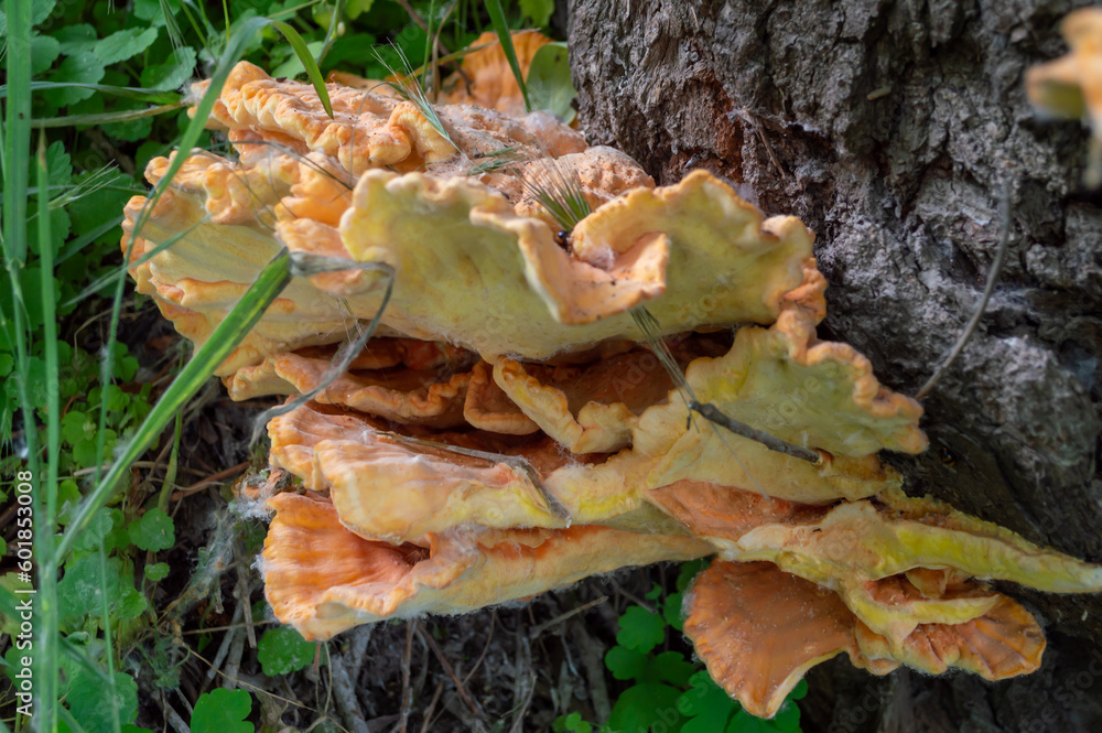 Red-yellow mushrooms on the trunk of a tree Red-yellow mushrooms on the trunk of a tree