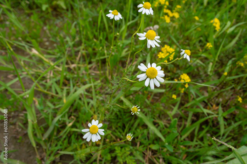 White daisies in a green meadow