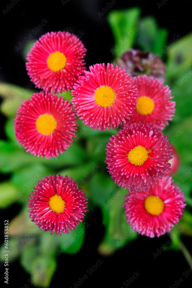Colorful plants in spring garden Colorful plants in spring garden