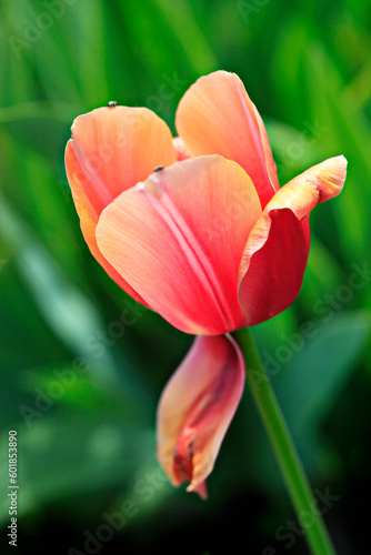 Colorful plants in spring garden