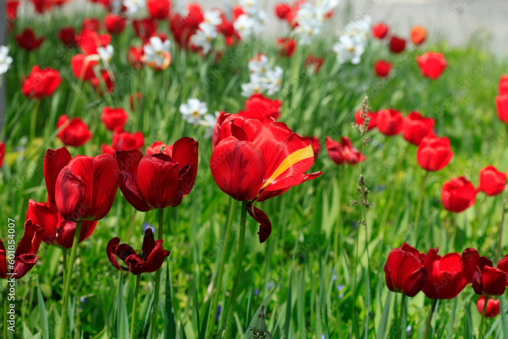 Fototapeta premium Colorful plants in spring garden