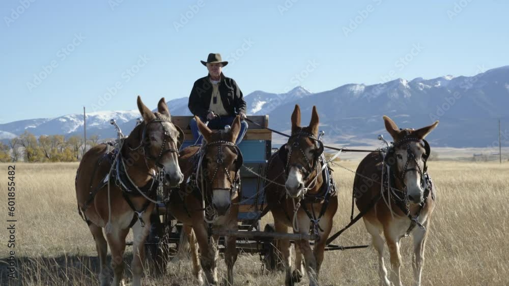 Man drives wagon and mules directly at camera with snowy mountains Man drives wagon and mules directly at camera with snowy mountains