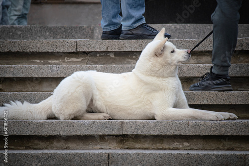 Cheerful Asian Hokkaido white big dog lying on granite stairs in park