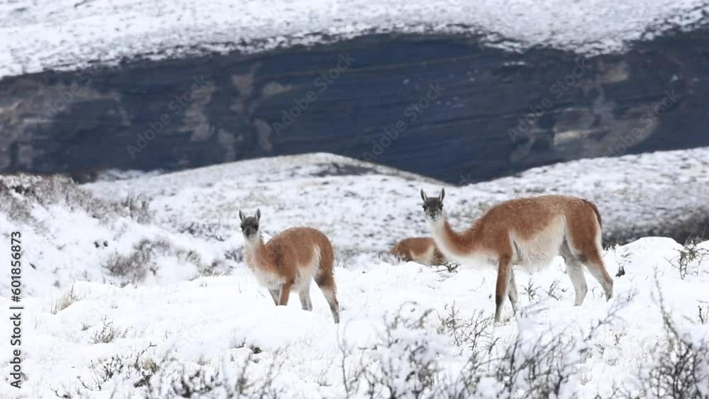 Wild guanaco eating in snow in winter in South America in Patagonia in Chile, in a natural park Torres del Paine. High quality FullHD footage Wild guanaco eating in snow in winter in South America in Patagonia in Chile, in a natural park Torres del Paine. High quality FullHD footage
