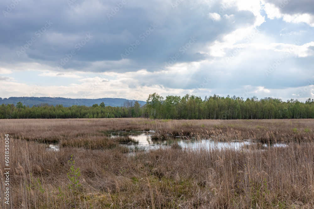 Bog Grosses Torfmoor in Germany. Bog Grosses Torfmoor in Germany.
