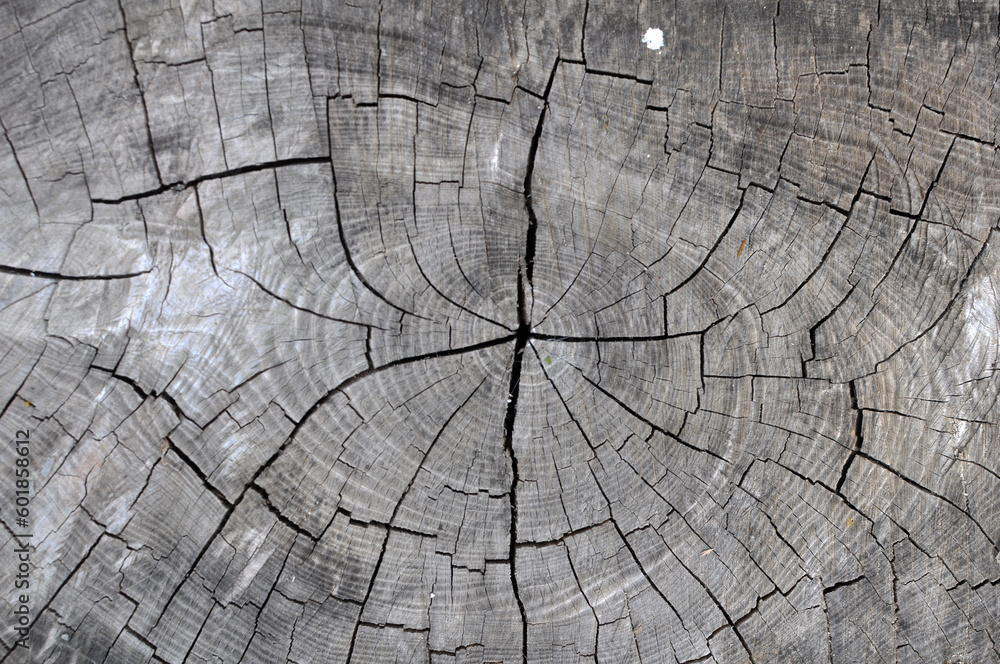 Fototapeta premium Background with old wood texture